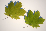 5 Maple Leaves