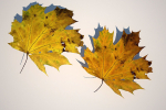 5 Maple Leaves