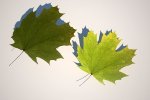 5 Maple Leaves