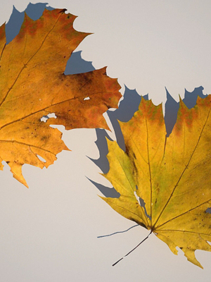 0756-915871-5-maple-leaves-3d-model-max-obj-3ds-fbx