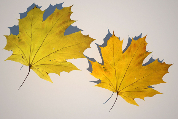 5 Maple Leaves