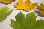 5 Maple Leaves