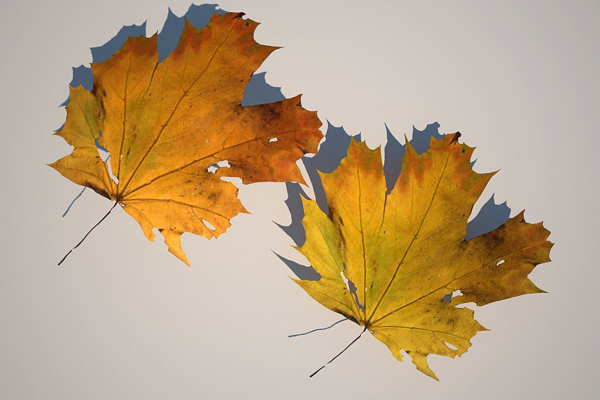 5 Maple Leaves