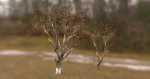 10 Autumn Photo-Scanned Full Size Trees
