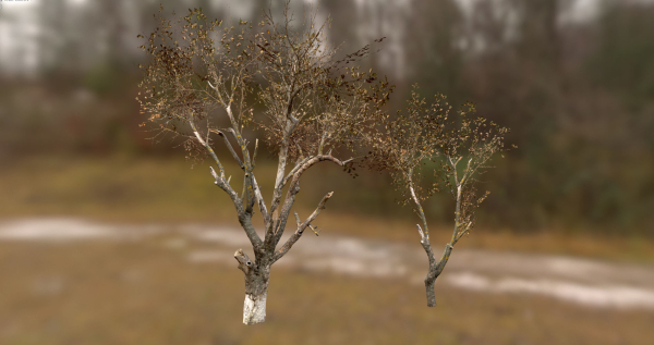 10 Autumn Photo-Scanned Full Size Trees