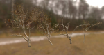 10 Autumn Photo-Scanned Full Size Trees