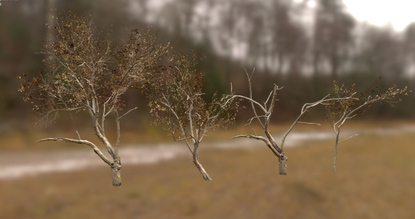 10 Autumn Photo-Scanned Full Size Trees