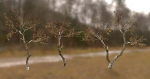 10 Autumn Photo-Scanned Full Size Trees