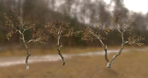 10 Autumn Photo-Scanned Full Size Trees