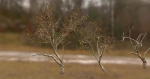 10 Autumn Photo-Scanned Full Size Trees