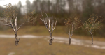 10 Autumn Photo-Scanned Full Size Trees