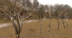 10 Autumn Photo-Scanned Full Size Trees