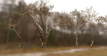 10 Autumn Photo-Scanned Full Size Trees