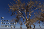 10 Autumn Photo-Scanned Full Size Trees