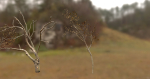 10 Autumn Photo-Scanned Full Size Trees