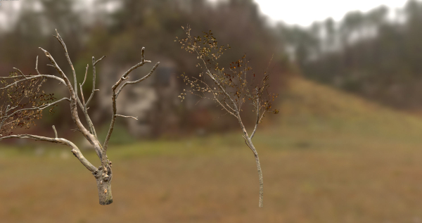 10 Autumn Photo-Scanned Full Size Trees