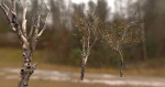 10 Autumn Photo-Scanned Full Size Trees
