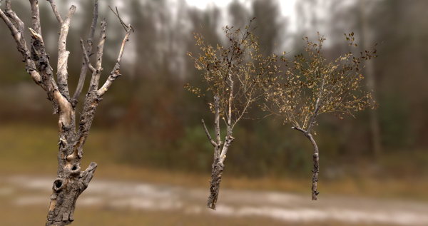 10 Autumn Photo-Scanned Full Size Trees