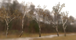 10 Autumn Photo-Scanned Full Size Trees