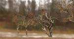 10 Autumn Photo-Scanned Full Size Trees