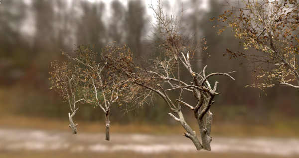 10 Autumn Photo-Scanned Full Size Trees