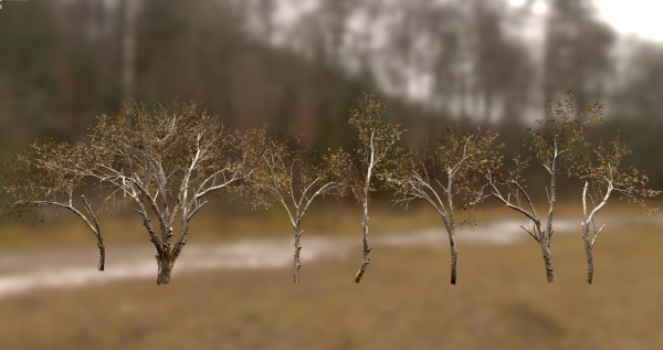 10 Autumn Photo-Scanned Full Size Trees