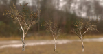 10 Autumn Photo-Scanned Full Size Trees