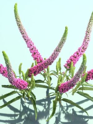10-flowers-collection-3d-model