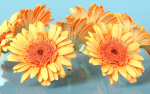 10 Flowers Collection