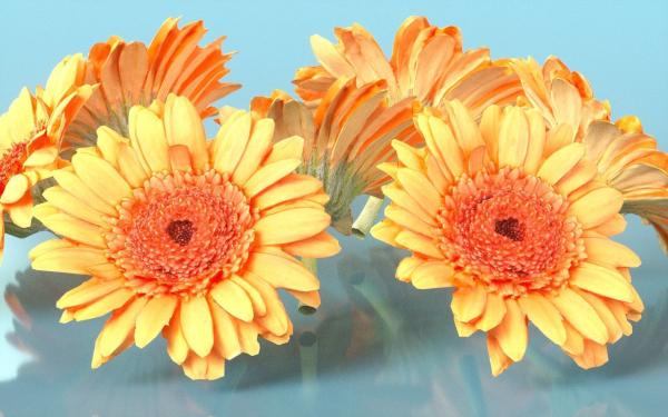 10 Flowers Collection
