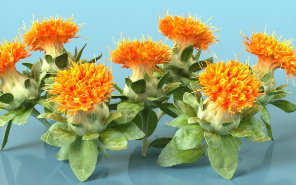 10 Flowers Collection