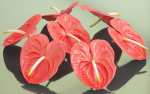 10 Flowers Collection