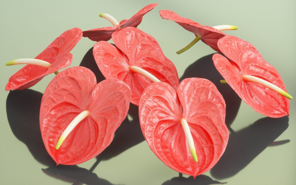 10 Flowers Collection