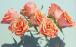 10 Flowers Collection