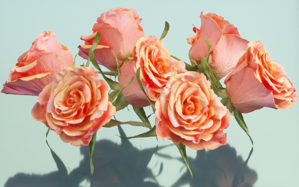 10 Flowers Collection