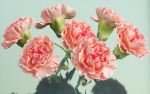 10 Flowers Collection