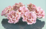 10 Flowers Collection