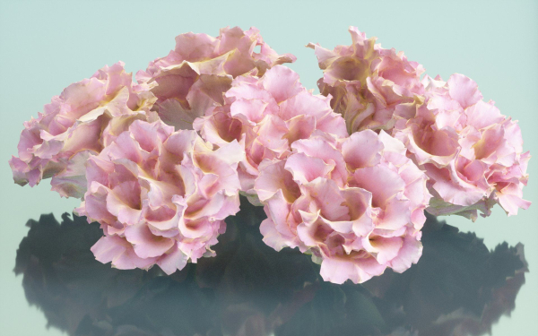 10 Flowers Collection