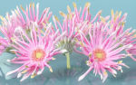 10 Flowers Collection