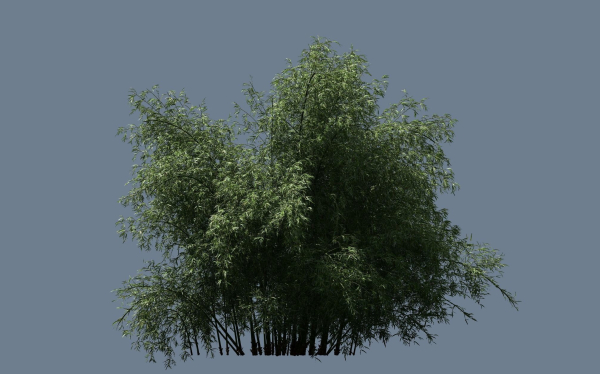 10 High Quality Bamboo Bush collection