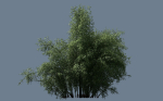 10 High Quality Bamboo Bush collection