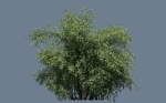 10 High Quality Bamboo Bush collection