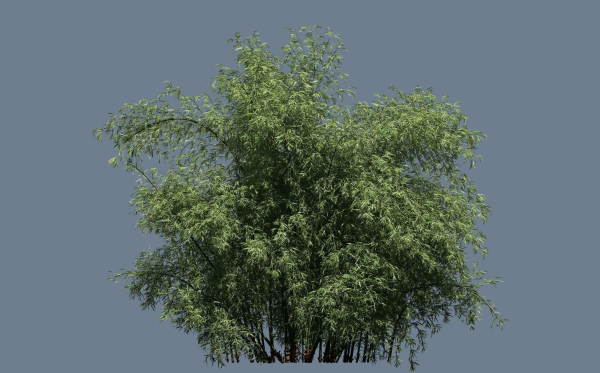 10 High Quality Bamboo Bush collection