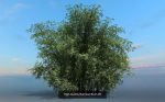 10 High Quality Bamboo Bush collection