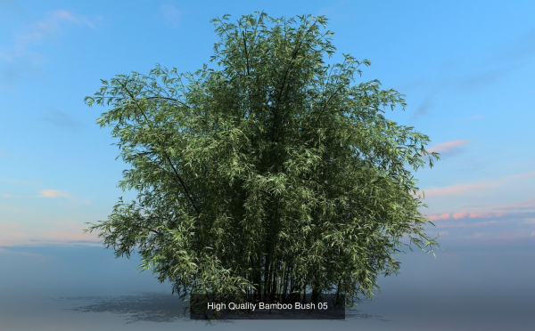 10 High Quality Bamboo Bush collection