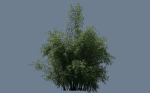 10 High Quality Bamboo Bush collection