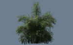 10 High Quality Bamboo Bush collection