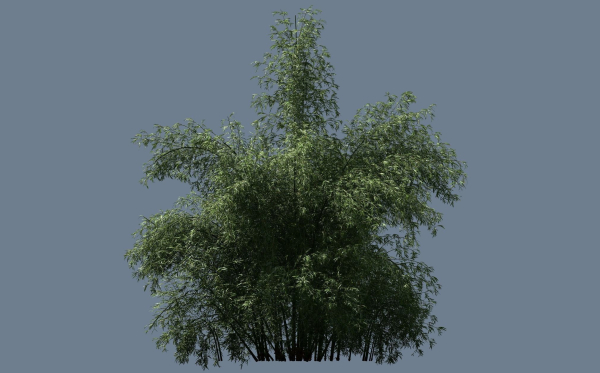 10 High Quality Bamboo Bush collection