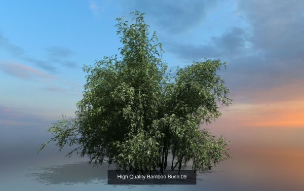 10 High Quality Bamboo Bush collection