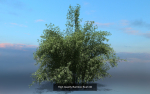 10 High Quality Bamboo Bush collection